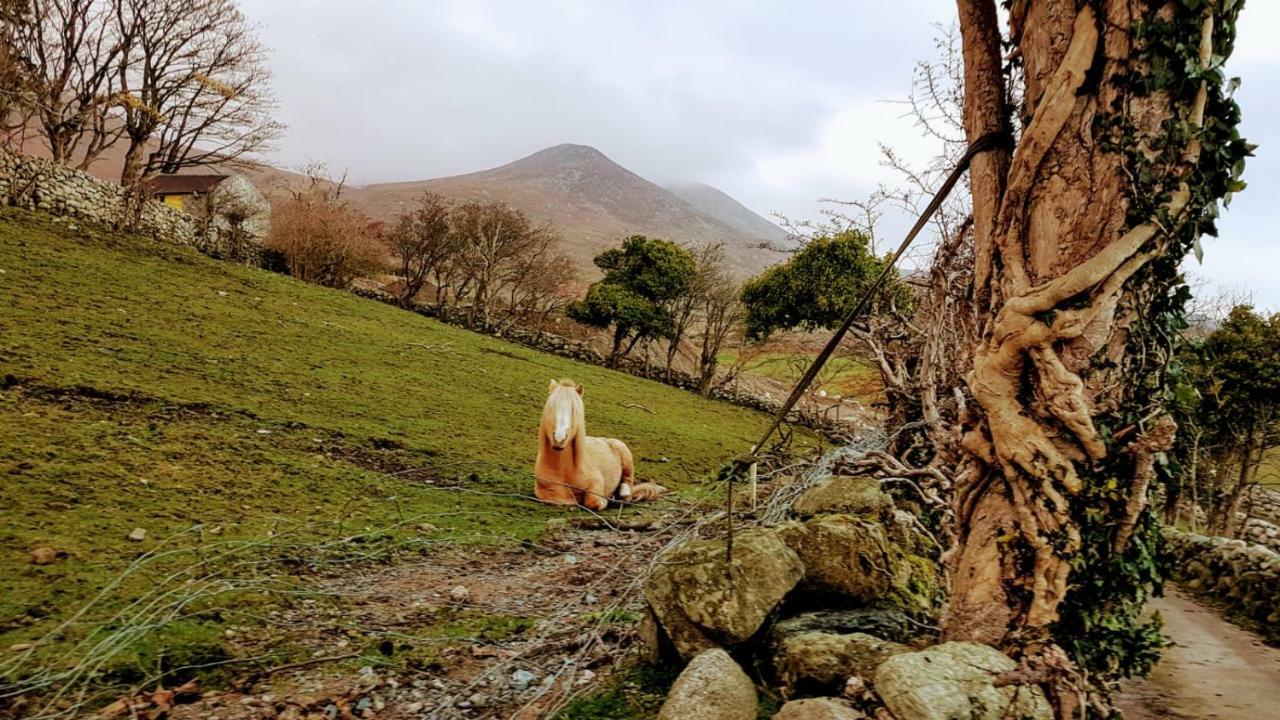 Stunning Views At Ballagh Cottage Newcastle Newcastle  Bagian luar foto